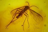 Seven Fossil Flies (Diptera) In Baltic Amber #145407-3